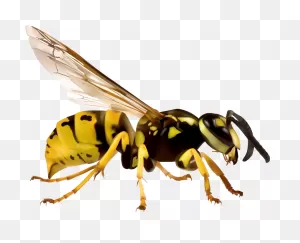 Insects Clipart Hornet - Wasp White Background - Png Download ClipartFlare.com 