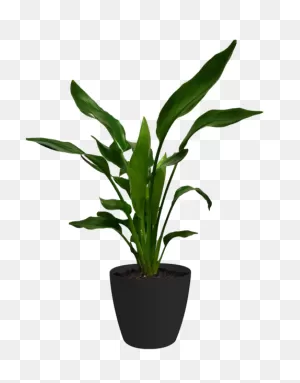 Bird Of Paradise Small Houseplant – Chelsea Garden Center