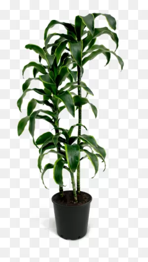 Dracaena Dorado Cane Houseplant – Chelsea Garden Center
