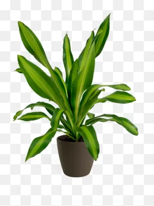 Dracaena Giganta Small Houseplant – Chelsea Garden Center
