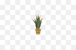 Floral- House Plant