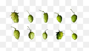 Hops Business Eisemann. Buy Hops & Hop Products. Since 1868.