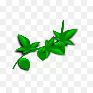 Hops - Illustrated | Free PNG-WebP