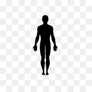 Vector Graphics Clip Art Human Body Image - Silhouette Png ClipartFlare.com 
