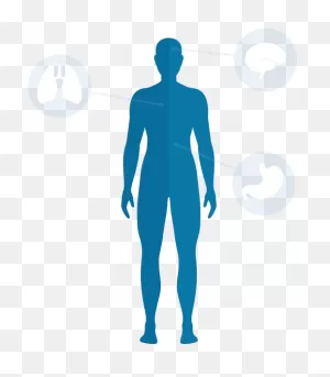 Body Blue Well Of - Human Body Blue Png Clipart - Full Size ClipartFlare.com 