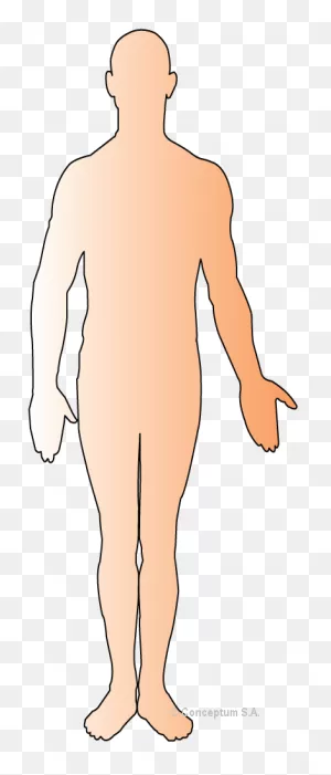 Human Body Outline Png - Human Body Outline Clipart - Large Size ClipartFlare.com 