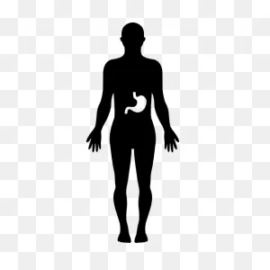 Stomach Inside Human Body - Free People Icons