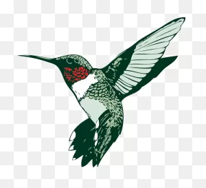Hummingbird Png Transparent Images | Png All