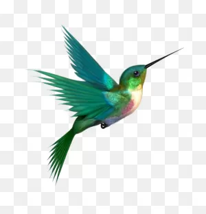 Hummingbird Clipart - Hummingbird - Png Download - Full Size ClipartFlare.com 