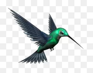 Lovely Hummingbird Clipart Transparent - Clipart World