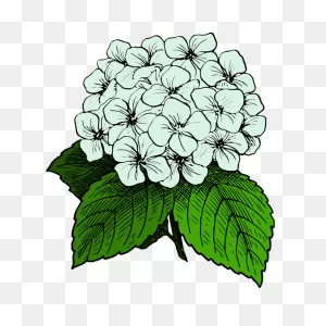 Hydrangea Image | Free PNG-WebP