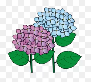 Hydrangea Clip Art Clipart - Hydrangea - Png Download - Full Size ClipartFlare.com 