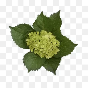 Hydrangea Mini Green - ClipartFlare