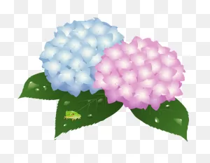 Hydrangea Flowers Clipart. Free Download Transparent .png | ClipartFlare