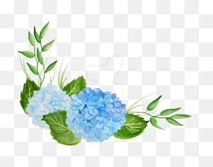 Hydrangea Transparent Watercolor - Transparent Background ClipartFlare.com 