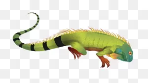 Iguana Clipart Green Iguana - Iguana Png Transparent Png - Full ClipartFlare.com 