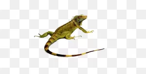Iguana Png