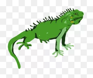Iguana Clipart. Free Download Transparent .png | ClipartFlare