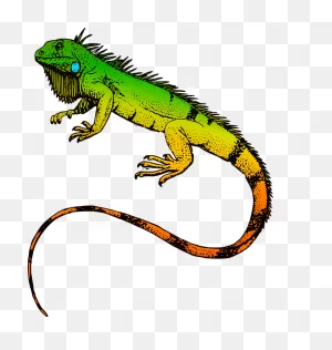 Reptiles Iguana Animal - Free Image On ClipartFlare
