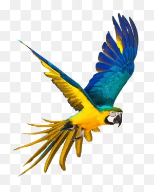 Parrot Png Full Hd Clipart - Full Size Clipart (#5572076) - ClipartFlare