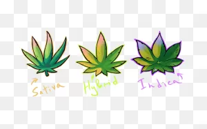 Cannabis Sativa, Indica And Hybrid Leaves In Graffiti Style Kids T ClipartFlare.com 