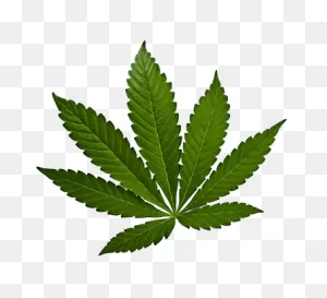 Indica – 420 Ville