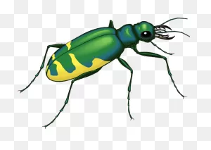 Download This Graphics Is 22 Insects About Insect Insect, Clipart ClipartFlare.com 