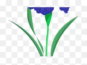 Download Hd Iris Clipart Iris Flower - Cartoon Iris Flower ClipartFlare.com 