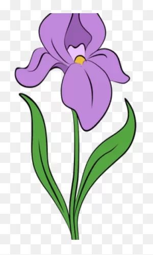 Drawn Iris Irish Flower - Iris Flower Drawing Png Clipart - Full ClipartFlare.com 