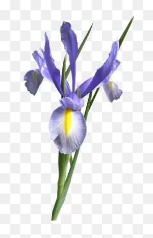 Dutch Iris Blue Flower Cut - Free Photo On ClipartFlare