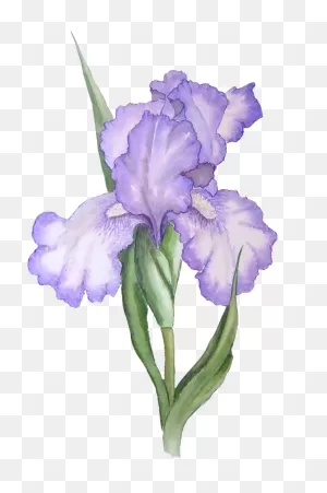 Free Iris Flower Png, Download Free Iris Flower Png Png Images ClipartFlare.com 