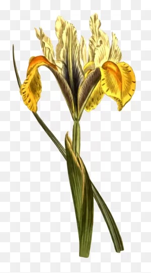 Iris Flower Plant Iris Clipart - Iris Clipart Flowers Clip Art