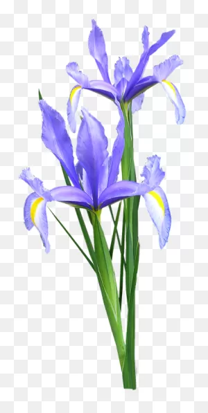 Iris, Dutch, Flowers - Iris Flower Png Transparent Clipart - Full ClipartFlare.com 