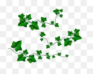 22 Ivy Leaf Ideas | Ivy Leaf, Ivy, Plant Leaves