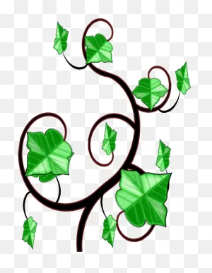 Common Ivy Computer Icons Vine Drawing - Ivy Clipart - Png ClipartFlare.com 