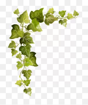 Common Ivy Vine Clip Art - Free Ivy Png - (771X929) Png Clipart ClipartFlare.com 