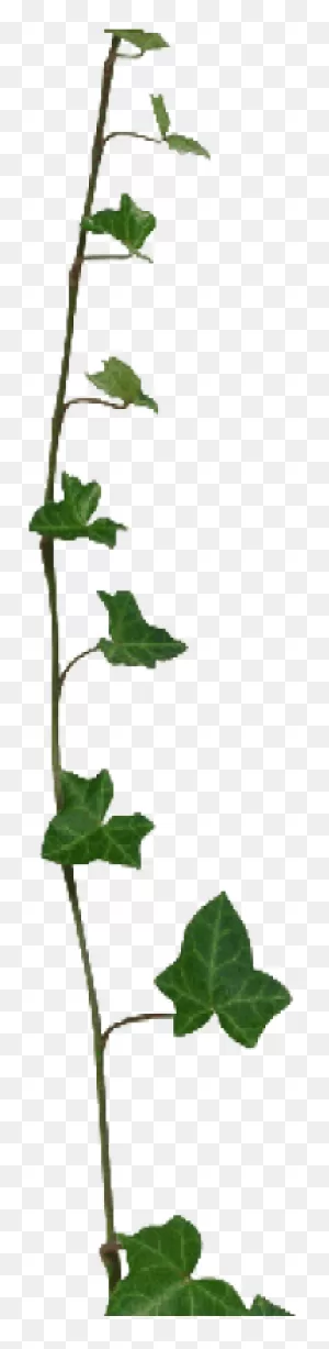 Download Ivy Clipart Transparent Pencil And In Color Ivy Clipart ClipartFlare.com 