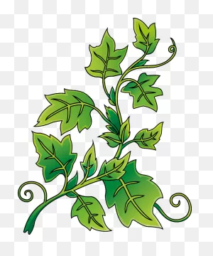 Ivy Clipart. Free Download Transparent .png | ClipartFlare