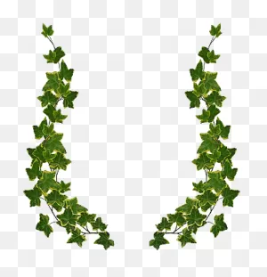 Ivy Clipart Free Download Clip Art On Border - First Holy ClipartFlare.com 