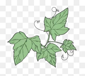 Ivy Clipart. Free Download Transparent .png | ClipartFlare