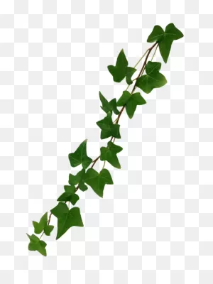 Vine Common Ivy - Ivy Png Download - 450*600 - Free Transparent ClipartFlare.com 