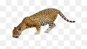 Jaguar Clipart 8 - ClipartFlare