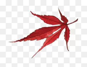 Download Japanese Maple Leaf - Portable Network Graphics Png Image ClipartFlare.com 