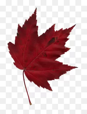 Download Japanese Transparent Maple Leaf Clip Art Royalty Free ClipartFlare.com 