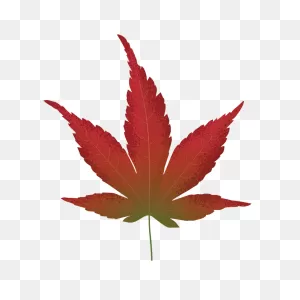 Japanese Maple Red Leaf Clipart. Free Download Transparent .png ClipartFlare.com 