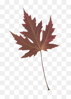 Japanese Maple Leaves Transparent Background - ClipartFlare