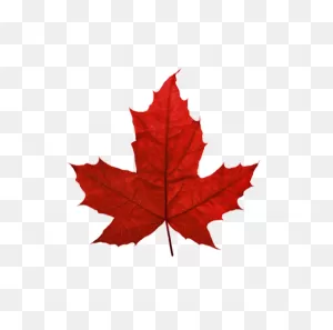 Red Maple Maple Leaf Sugar Maple Japanese Maple - Red Maple Leaf ClipartFlare.com 