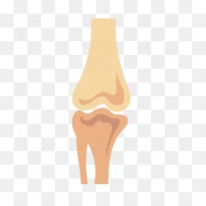 Joints In Human Body | Types Of Joint In Body | Dk Find Out