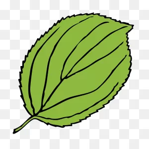 Winsome Design Jungle Leaves Clipart Nice Border Clip - Leaf Clip ClipartFlare.com 