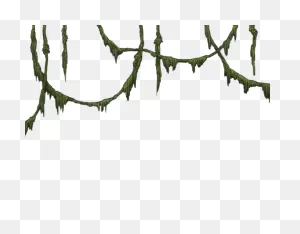 640X500 Graphics For Jungle Vine Graphics | Vine Drawing ClipartFlare.com 